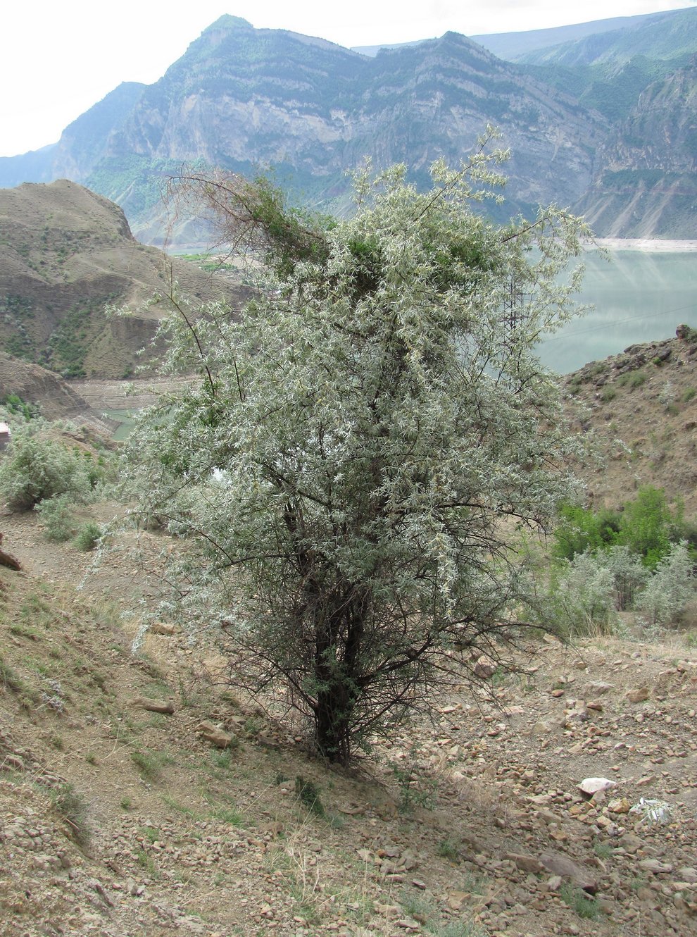 Изображение особи Elaeagnus caspica.