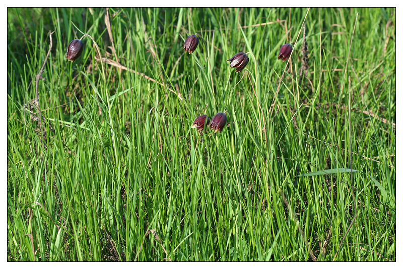 Изображение особи Fritillaria meleagroides.