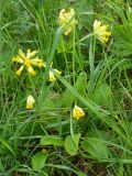 Primula veris