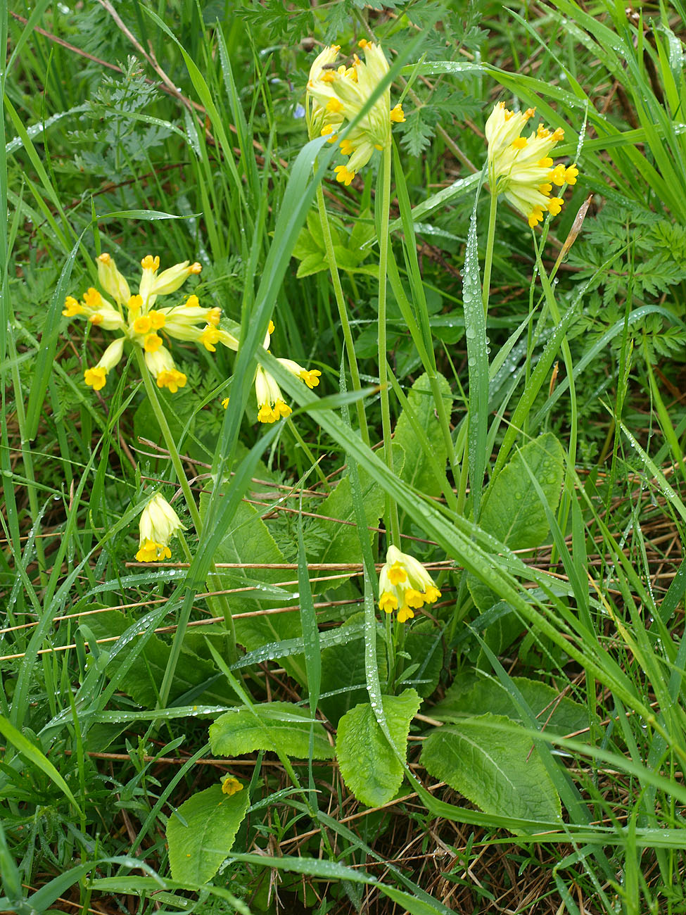 Image of Primula veris specimen.