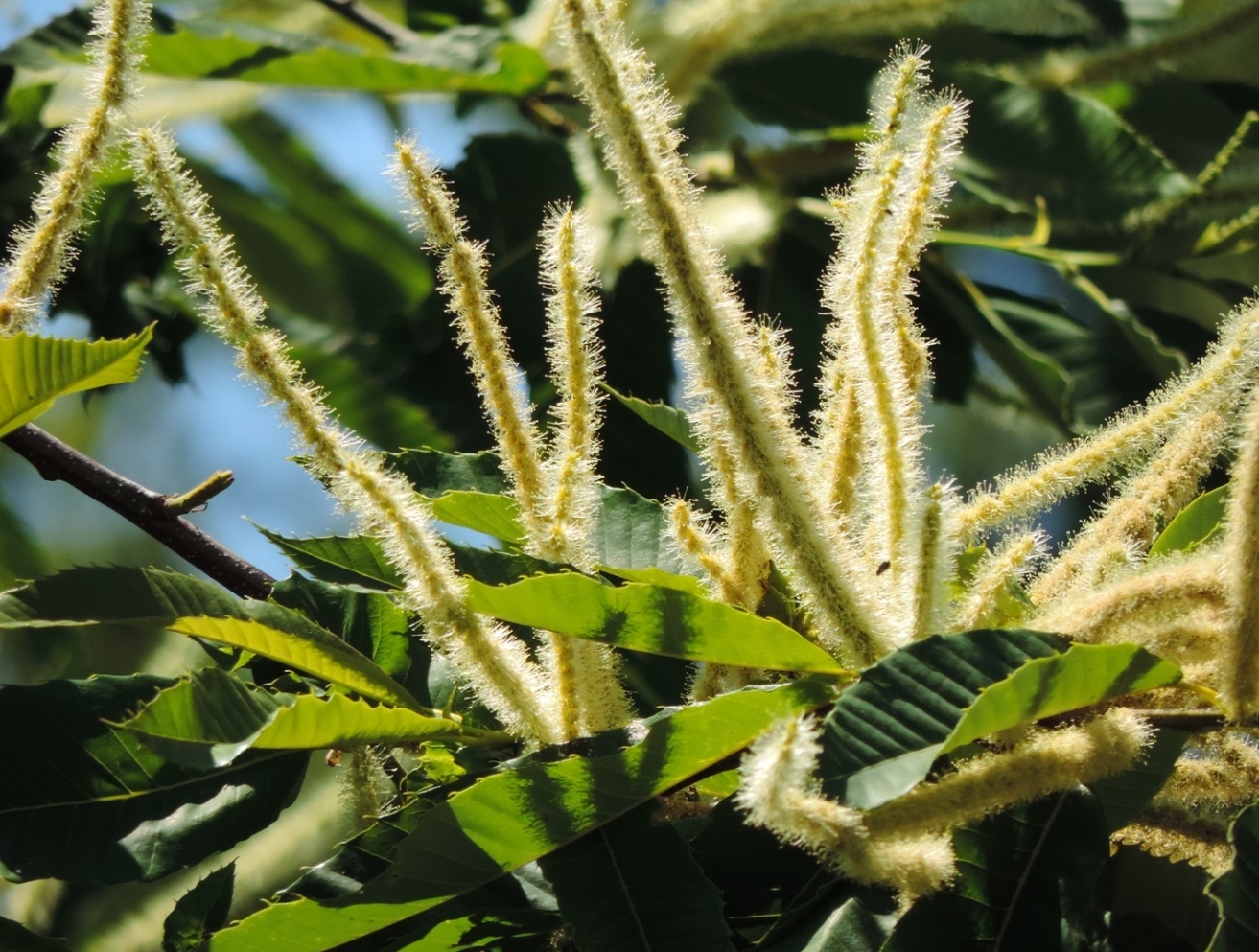 Image of Castanea sativa specimen.