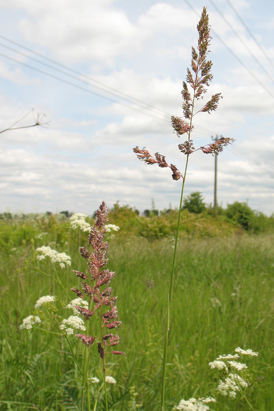 Изображение особи Phalaroides arundinacea.