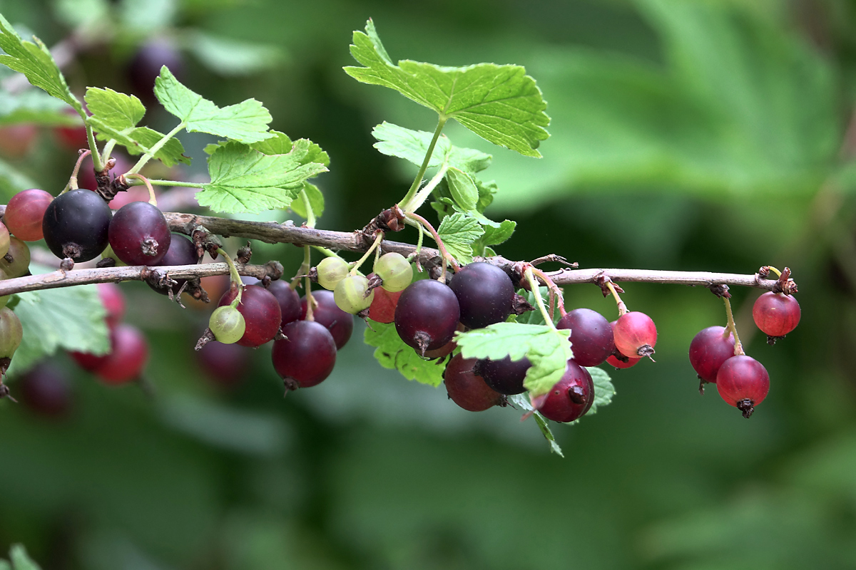 Изображение особи Ribes &times; nidigrolaria.