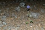 Echinops adenocaulos