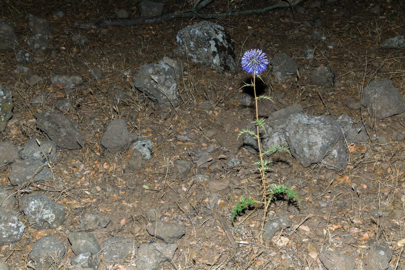 Изображение особи Echinops adenocaulos.