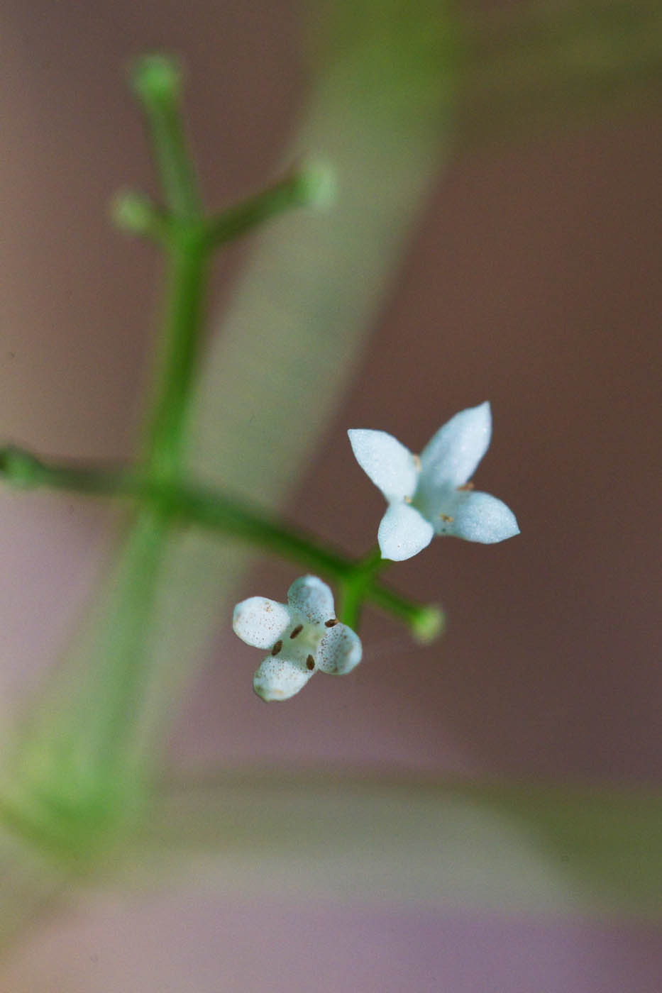 Image of Galium odoratum specimen.