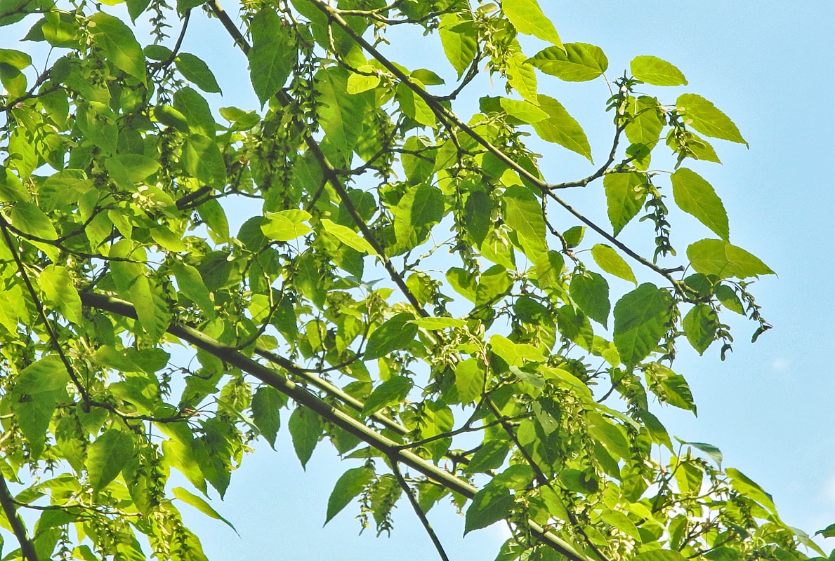 Image of Acer davidii specimen.