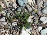 Arabidopsis lyrata
