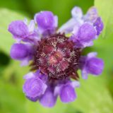 Prunella vulgaris. Верхушка соцветия. Кировская обл., г. Кирово-Чепецк, лесопарк, опушка. 14.07.2018.