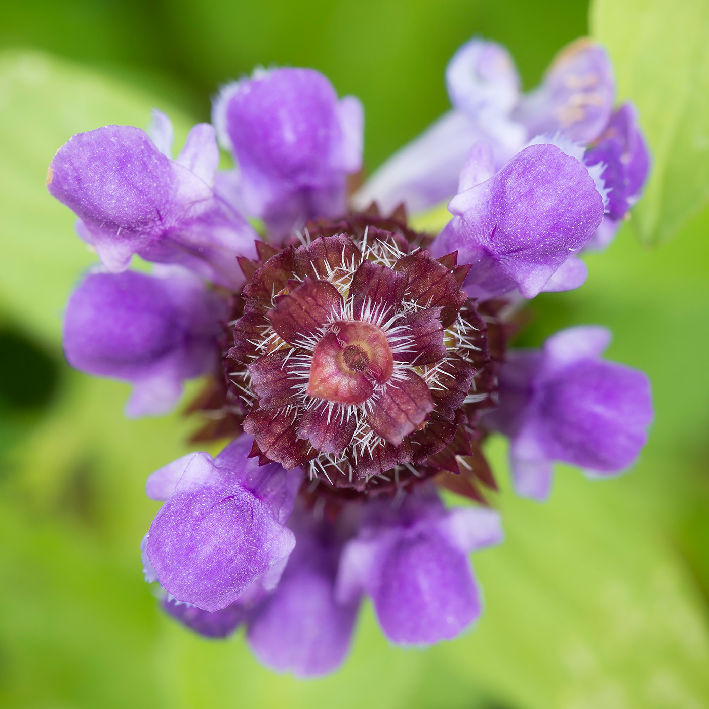 Изображение особи Prunella vulgaris.