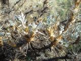 Astragalus arnacantha