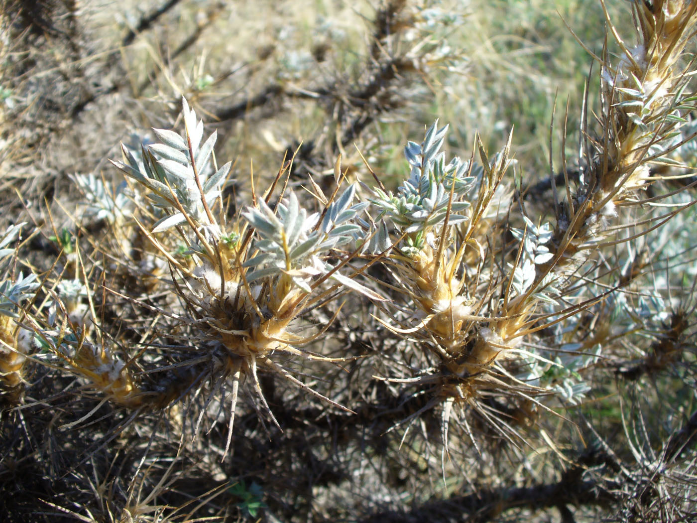 Изображение особи Astragalus arnacantha.