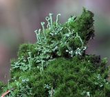 род Cladonia. Талломы с подециями на заросшем мхом (Dicranum?) гниющем пне. Московская обл., Раменский р-н, окр. дер. Хрипань, смешанный лес. 10.10.2018.