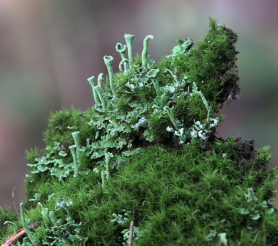 Image of genus Cladonia specimen.