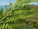 Dryopteris expansa. Часть вайи с абаксиальной стороны с сорусами. Магаданская обл., Ольский р-н, вблизи мыса Нюкля, разнотравная поляна. 09.07.2016.