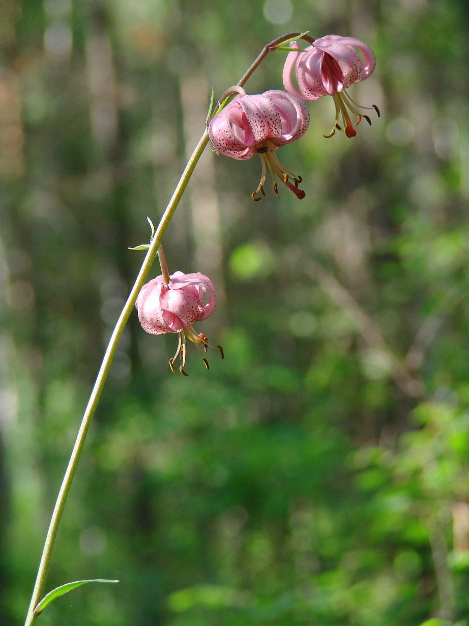 Image of Lilium pilosiusculum specimen.