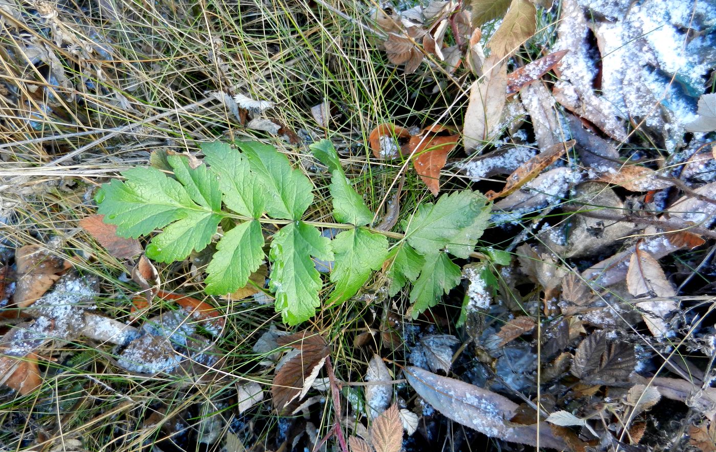 Изображение особи Pastinaca sylvestris.