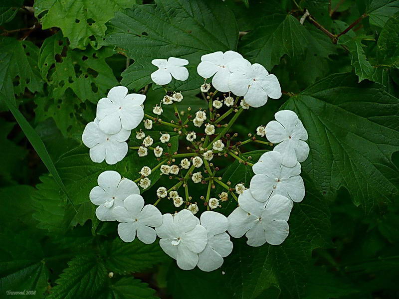 Image of Viburnum opulus specimen.