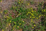 Potentilla tergemina