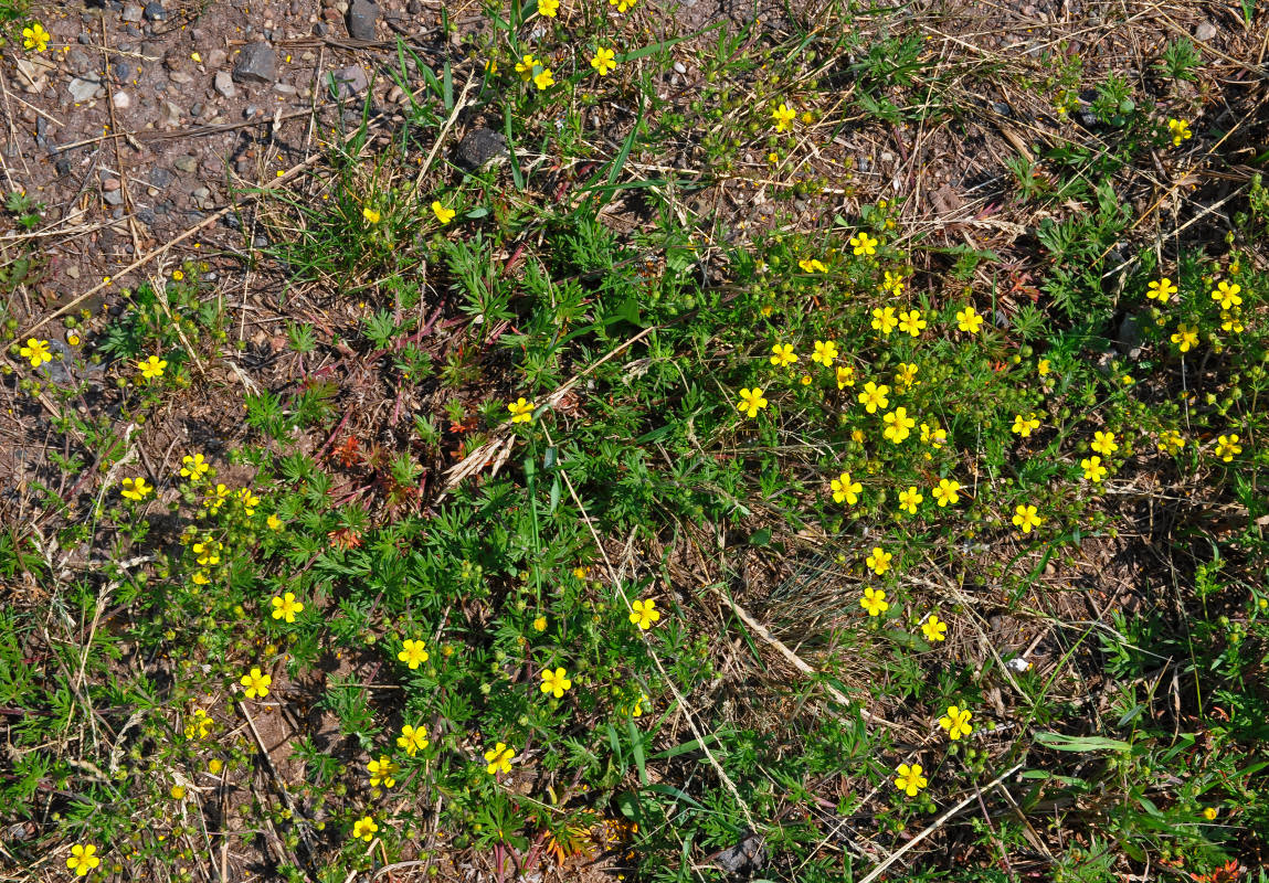 Изображение особи Potentilla tergemina.