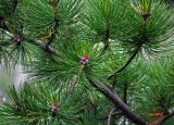 Pinus sibirica