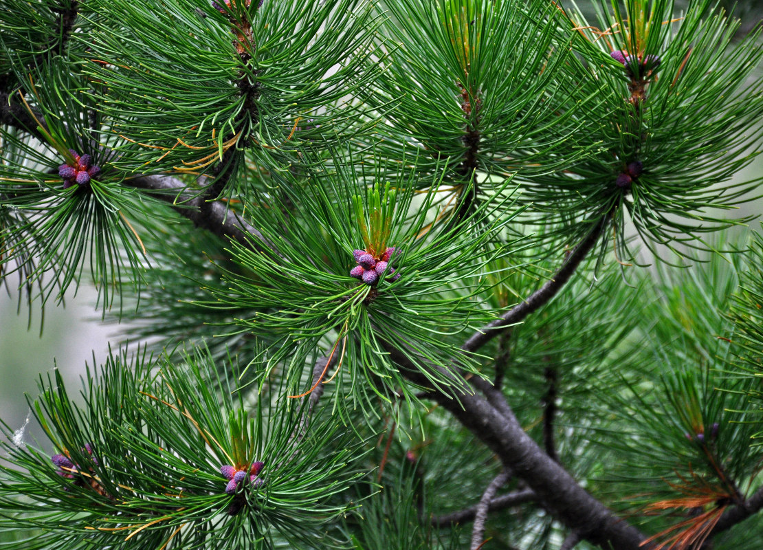 Изображение особи Pinus sibirica.