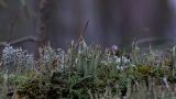 Cladonia cenotea