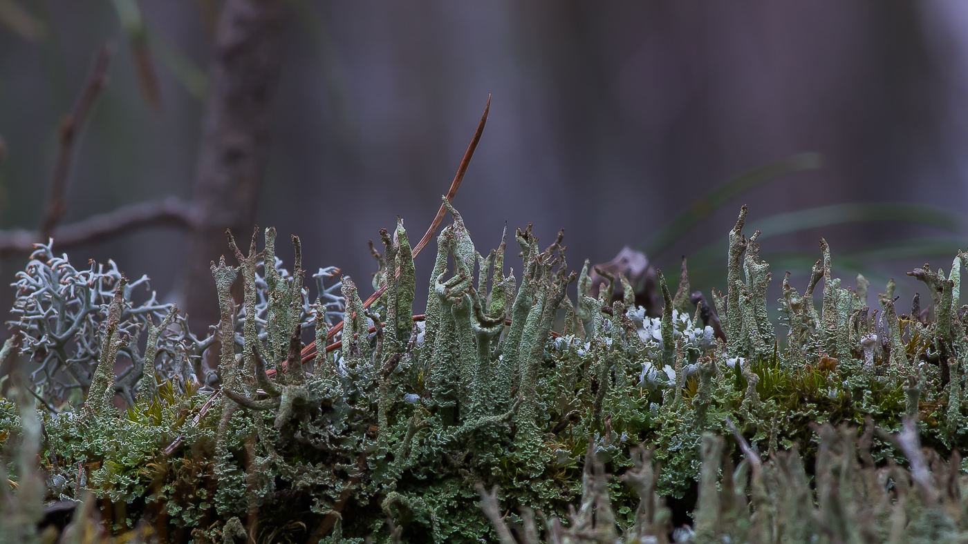 Изображение особи Cladonia cenotea.