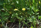 Potentilla flagellaris. Верхушка цветущего растения. Алтайский край, Краснощековский р-н, с.Тигирек. 14 июня 2010 г.