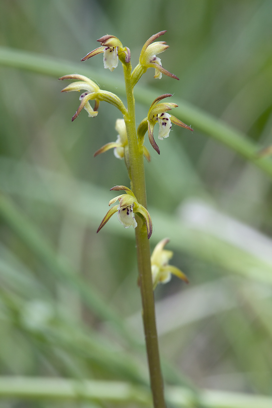 Image of Corallorhiza trifida specimen.