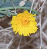 Launaea angustifolia