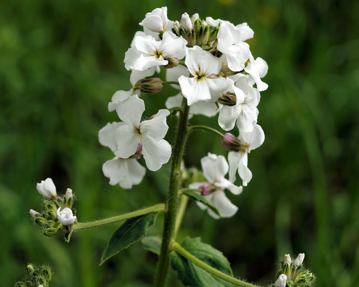 Изображение особи Hesperis sibirica.