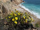 Tussilago farfara