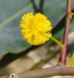 Acacia saligna