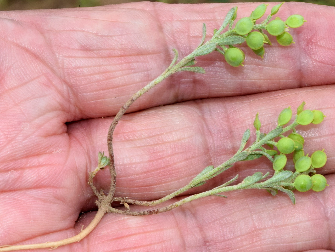 Image of Alyssum turkestanicum var. desertorum specimen.