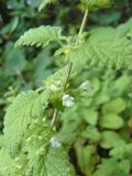 Melissa officinalis. Средняя часть побега. Южный Берег Крыма, окр. г. Ялта. 28.06.2010.