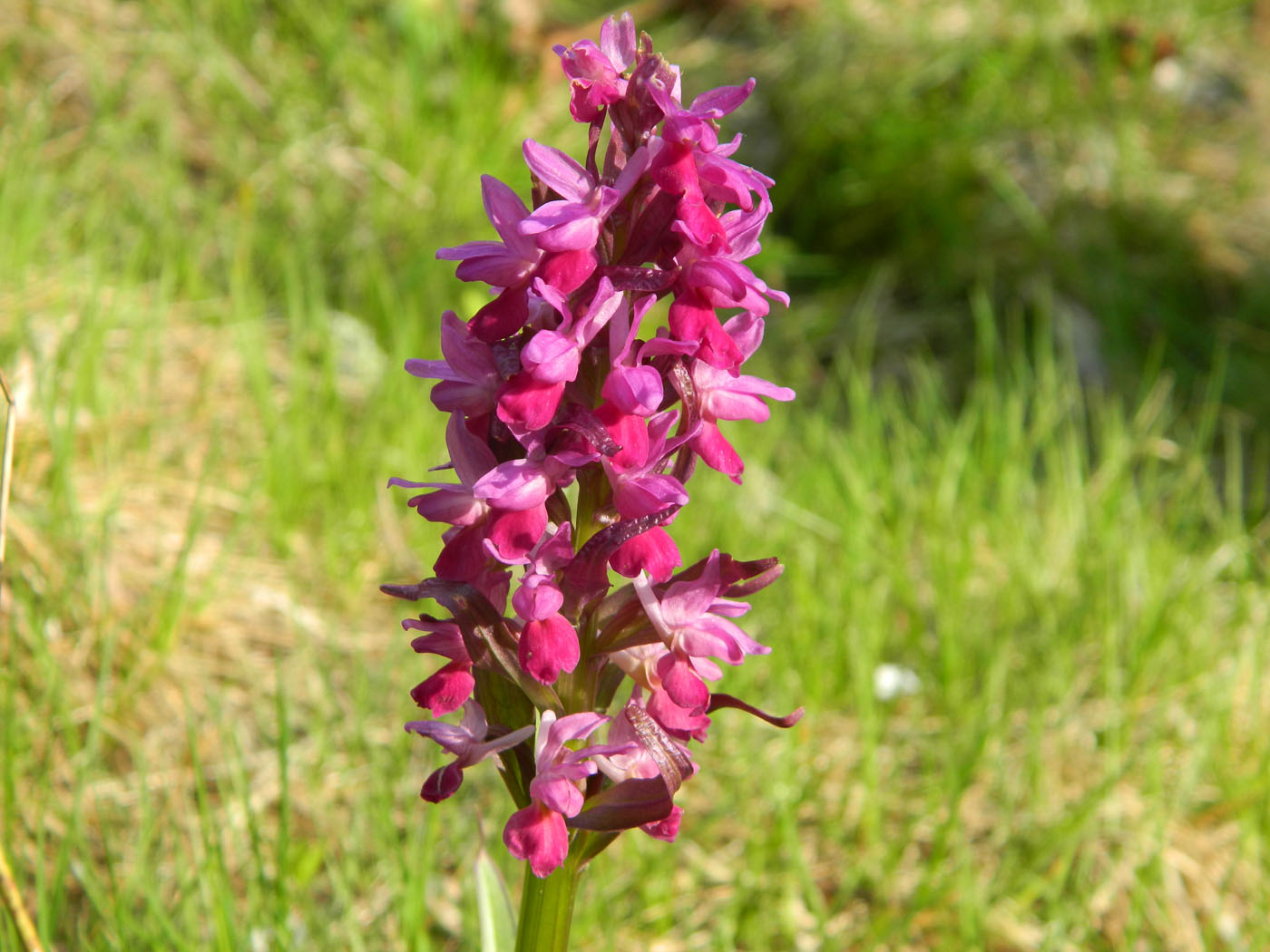 Изображение особи Dactylorhiza romana ssp. georgica.