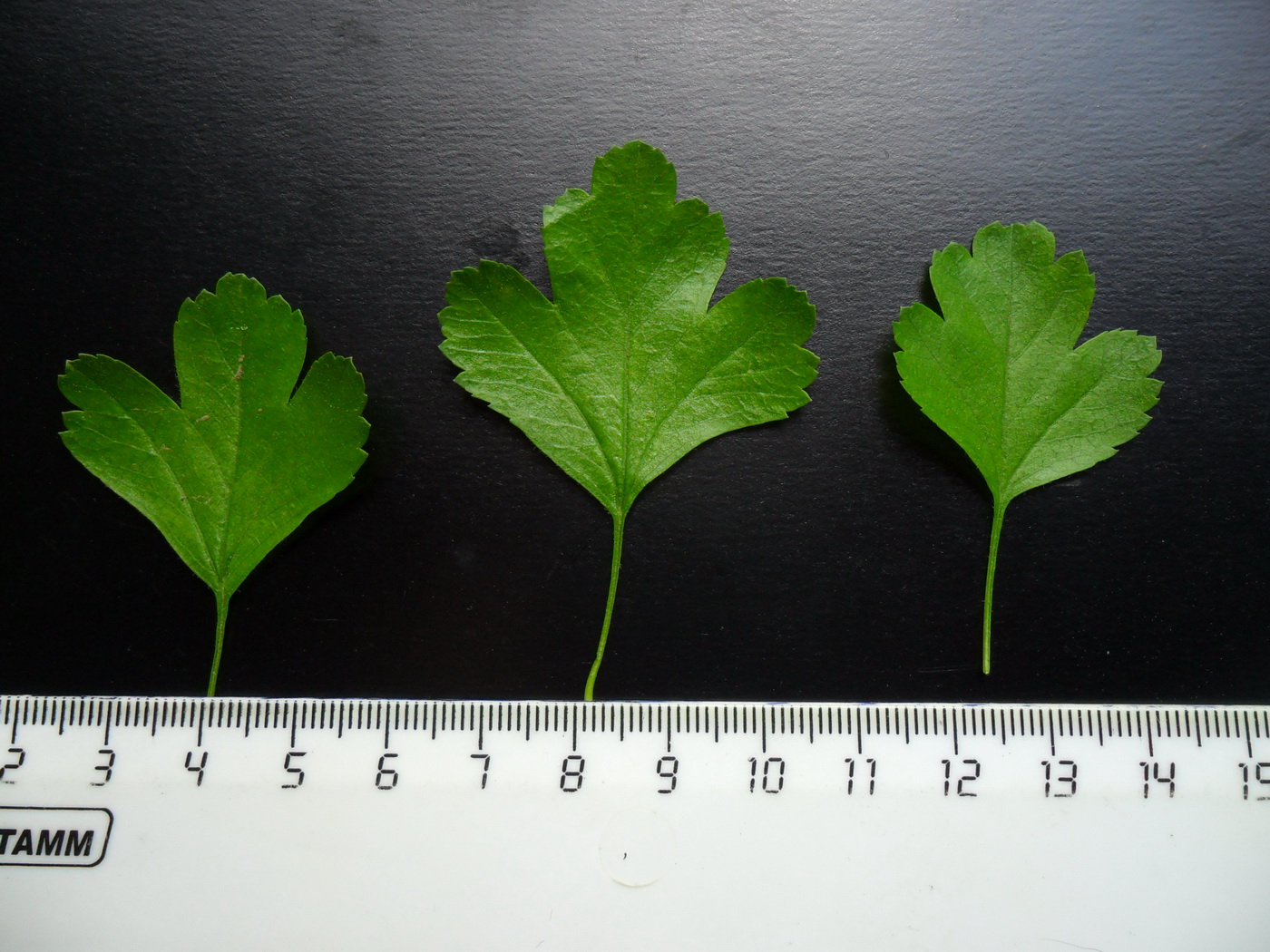 Изображение особи Crataegus leiomonogyna.