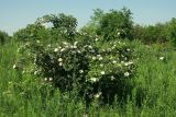 Rosa lapidosa