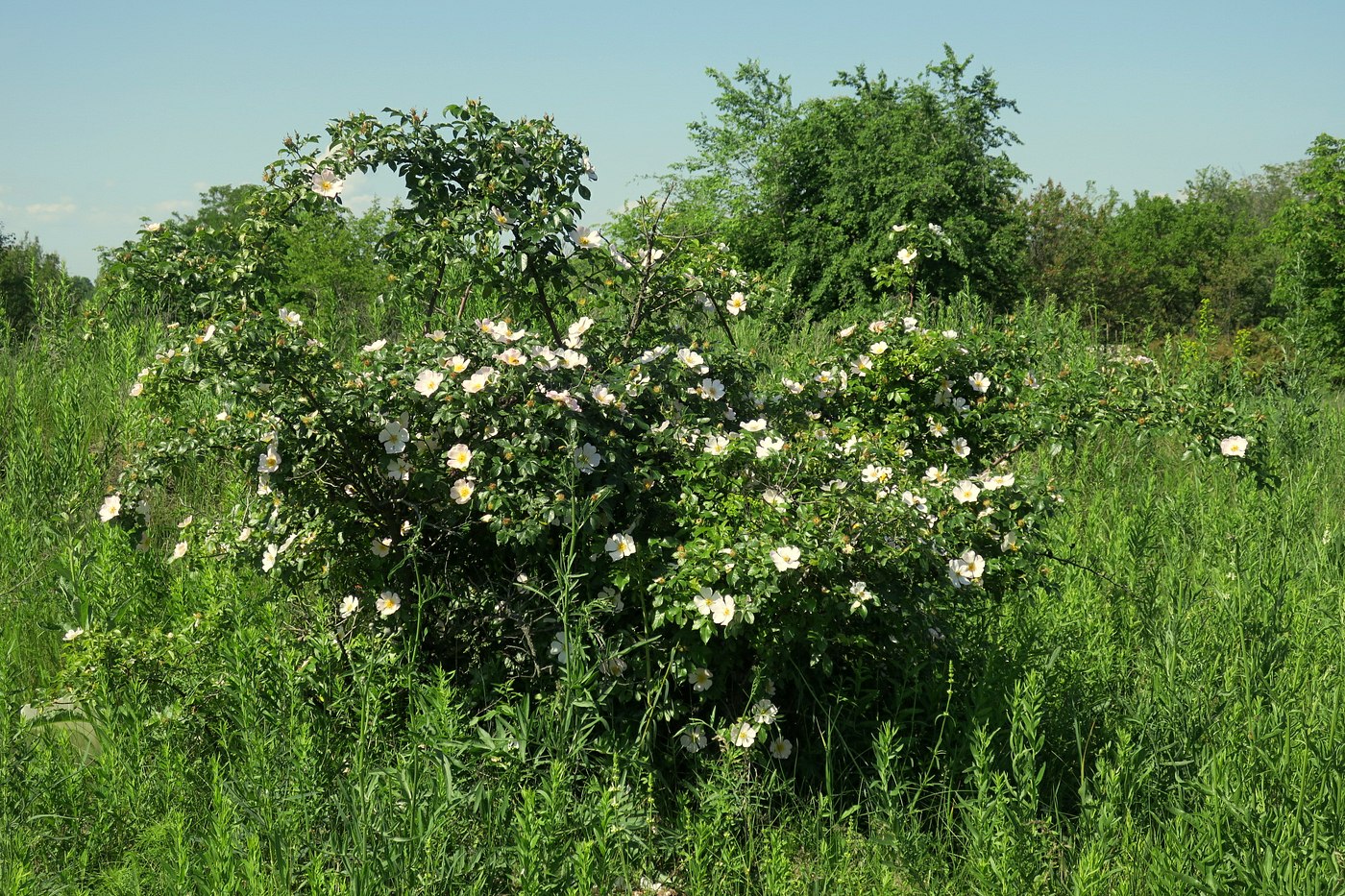 Image of Rosa lapidosa specimen.