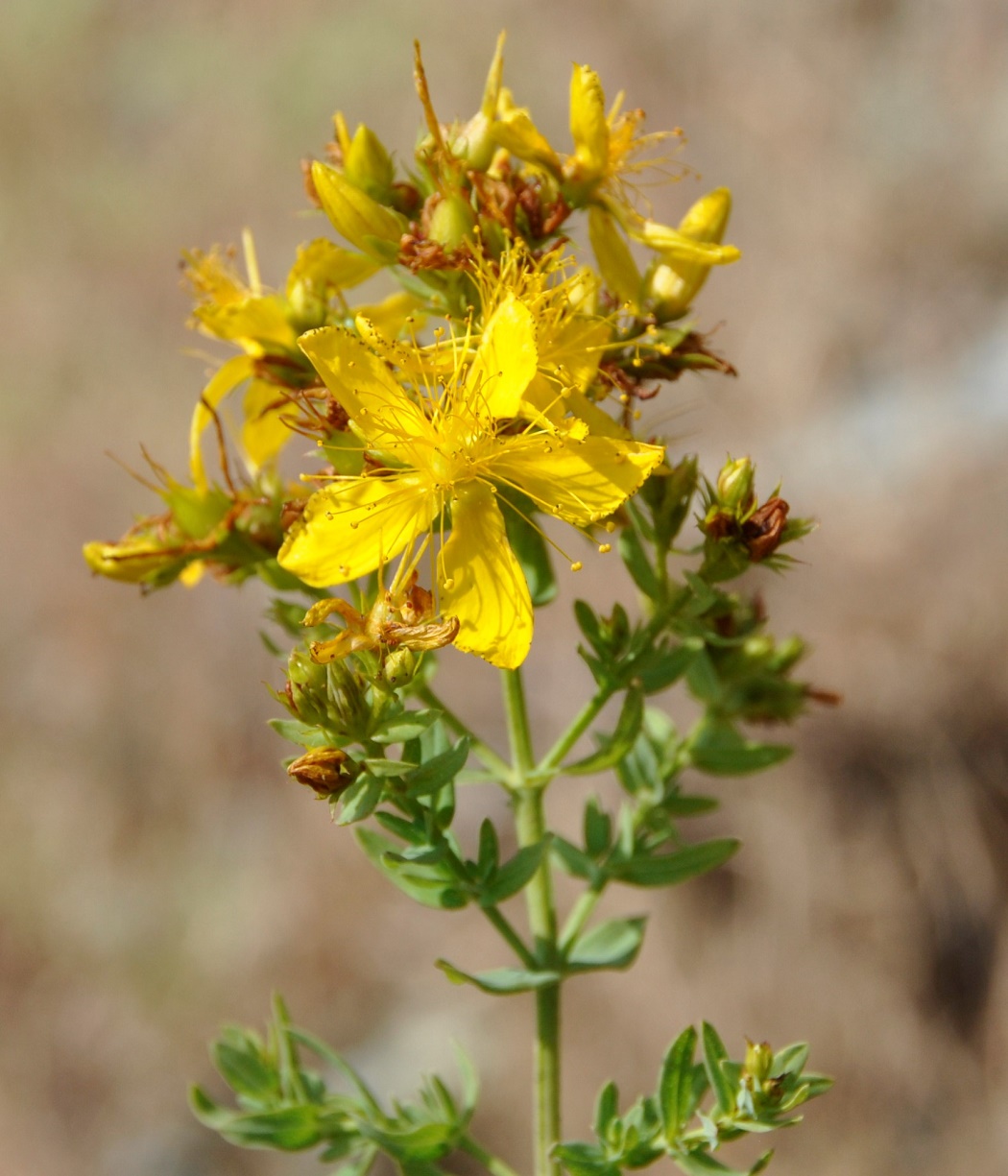 Image of Hypericum veronense specimen.