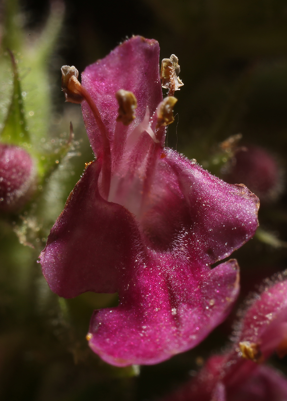 Изображение особи Stachys sylvatica.