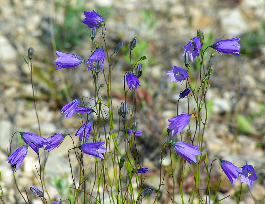 Image of Campanula rotundifolia specimen.