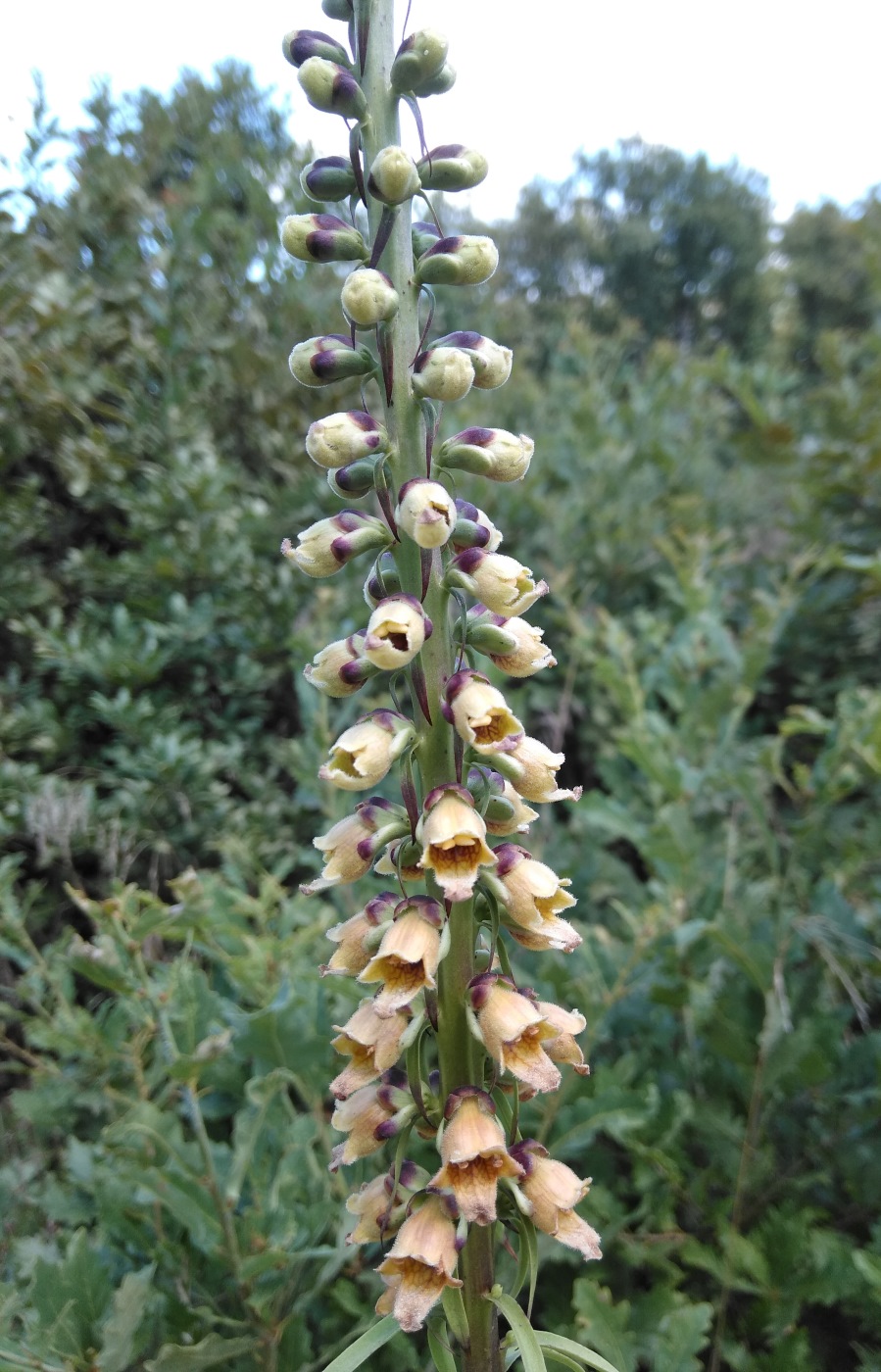 Изображение особи Digitalis schischkinii.