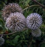 Echinops sphaerocephalus