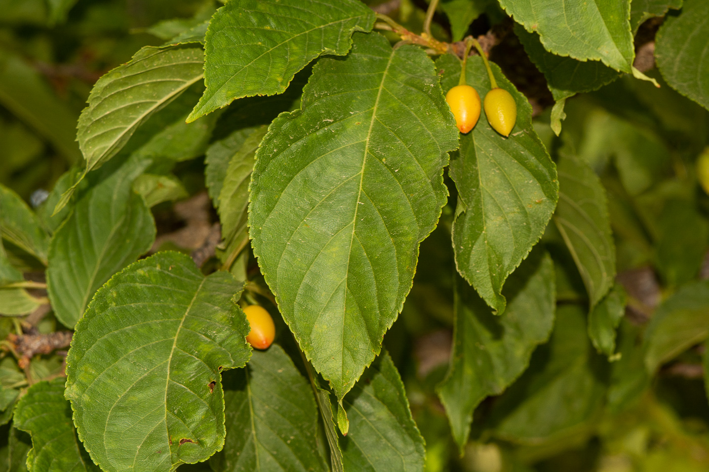 Image of Prunus campanulata specimen.