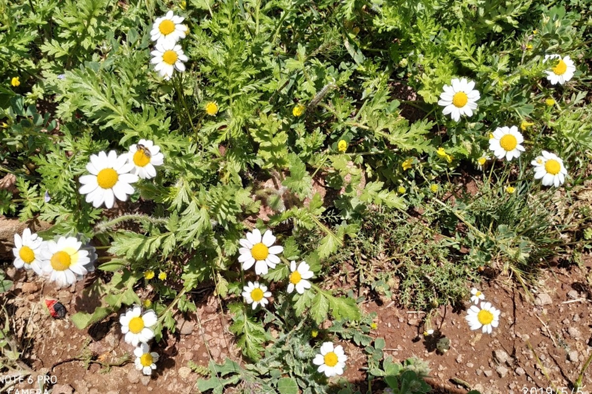 Изображение особи род Pyrethrum.