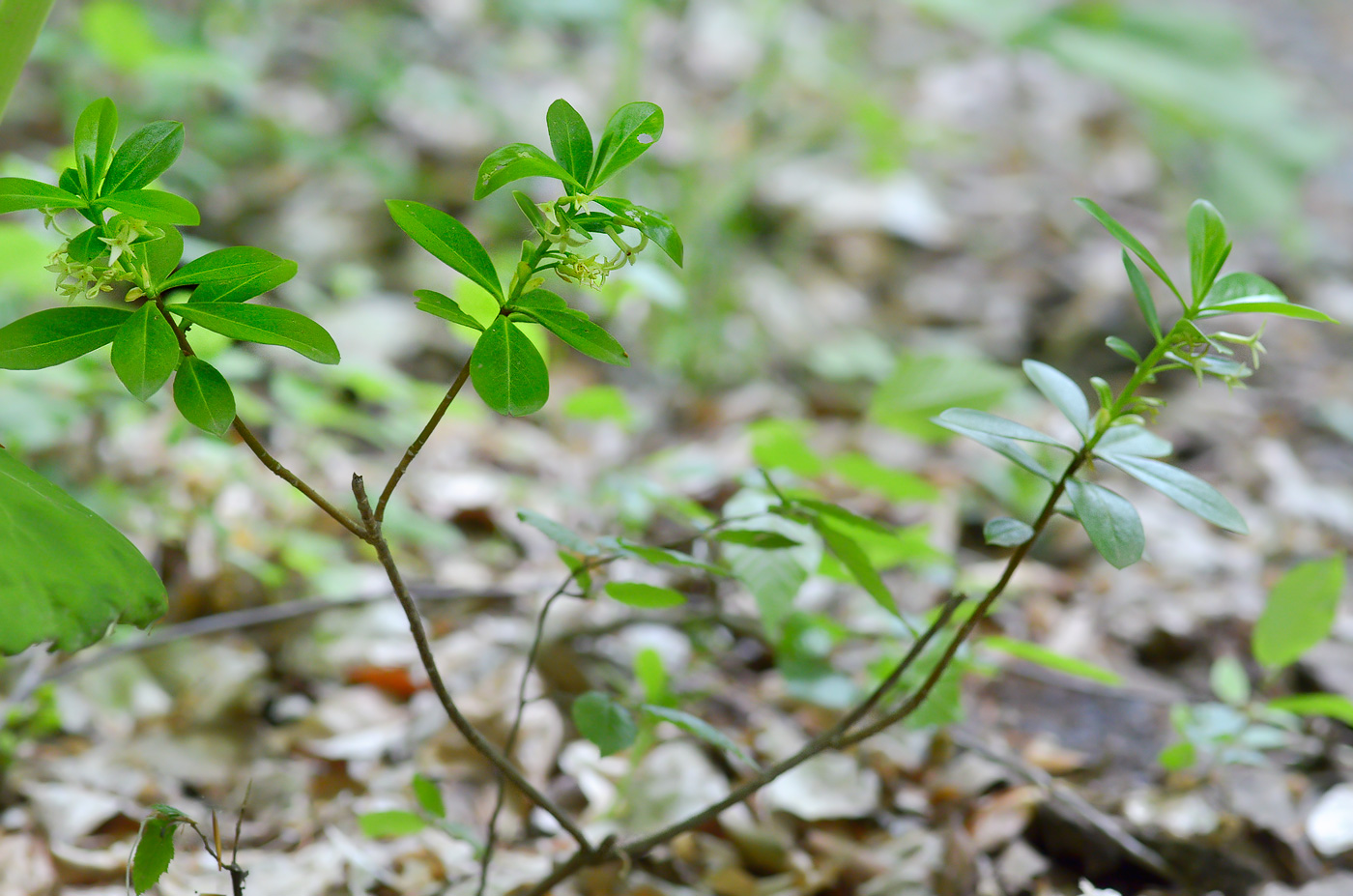 Image of Daphne pontica specimen.