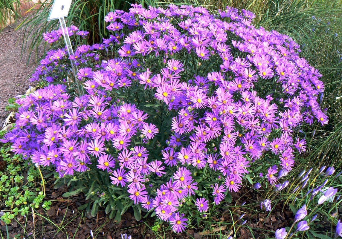 Image of Aster × frikartii specimen.