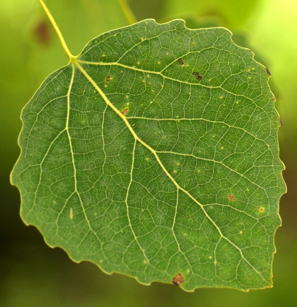 Image of Populus davidiana specimen.